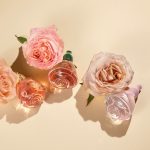 Oriflame Volare Tender Yaban Mersini Mandalina Misk Notalı Kadın Parfümü 100ml Çiçeksi - Görsel 2
